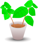 Plant in a pot  2